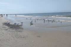 20240727-218-Texels-strand-zuid