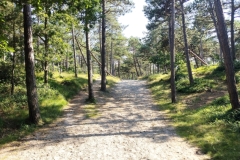 20240727-219-Bos-bij-bunkermuseum-Texel