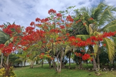 20251129-97-Garden-at-Aka-Aka