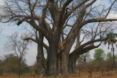 1_IMG_0994-Vic-Falls-NP-Big-Tree