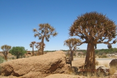 IMG_1465-Kokerbomen-bij-Augrabies